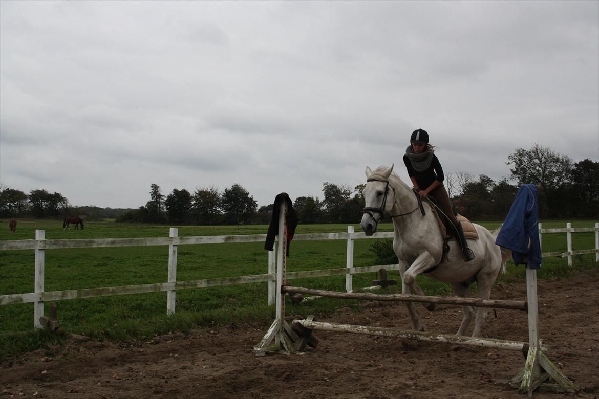 Trakehner Kaiser billede 7