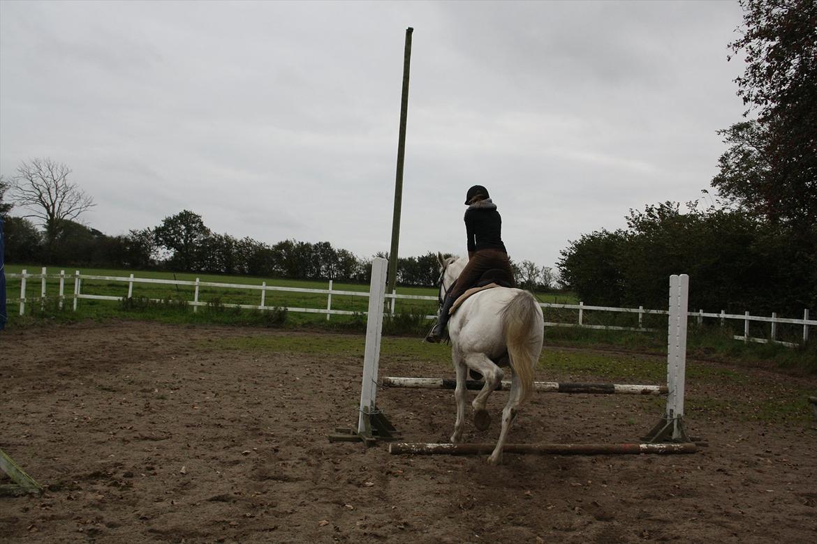 Trakehner Kaiser billede 8