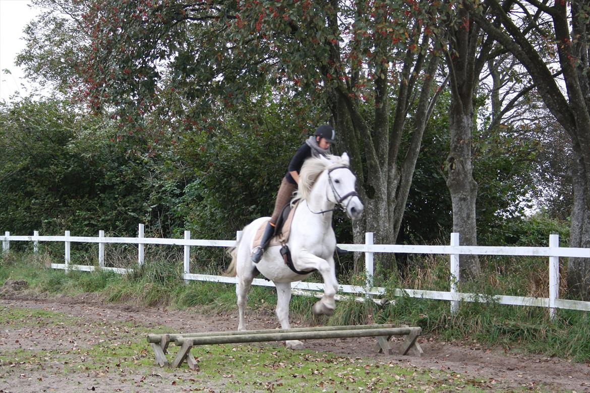 Trakehner Kaiser billede 9
