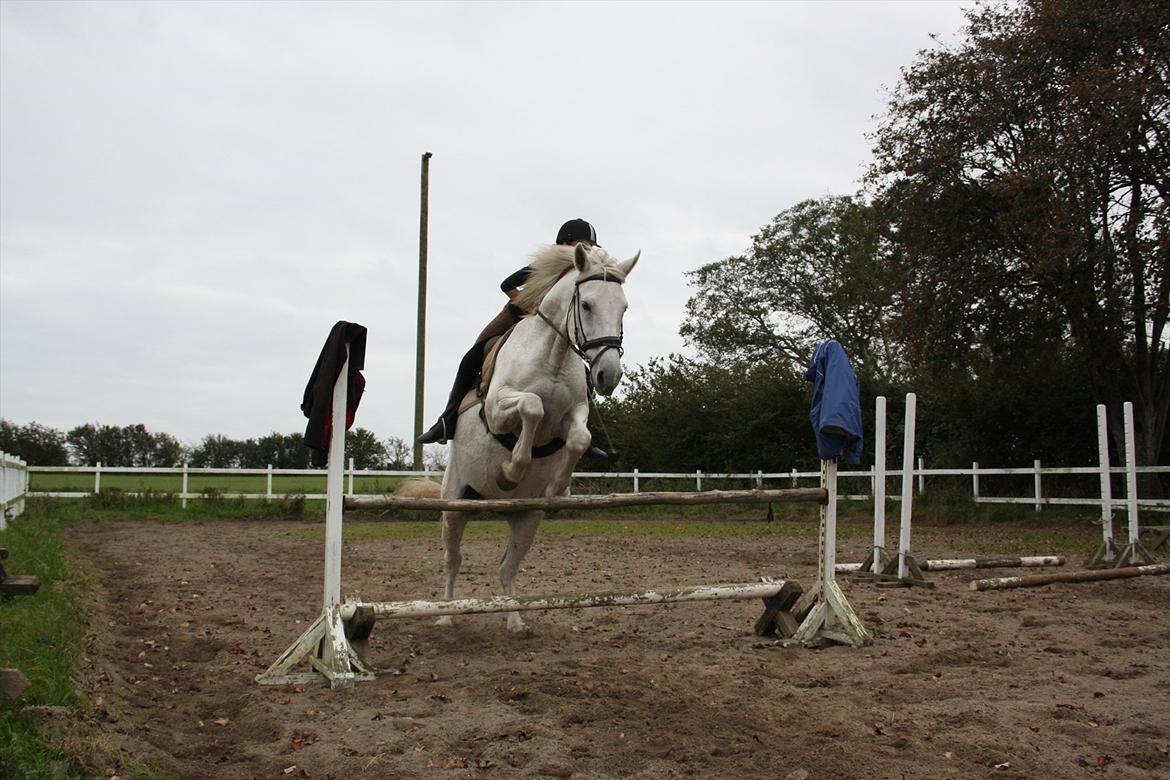 Trakehner Kaiser billede 10