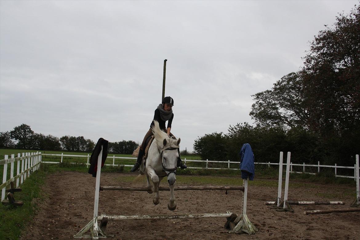 Trakehner Kaiser billede 11