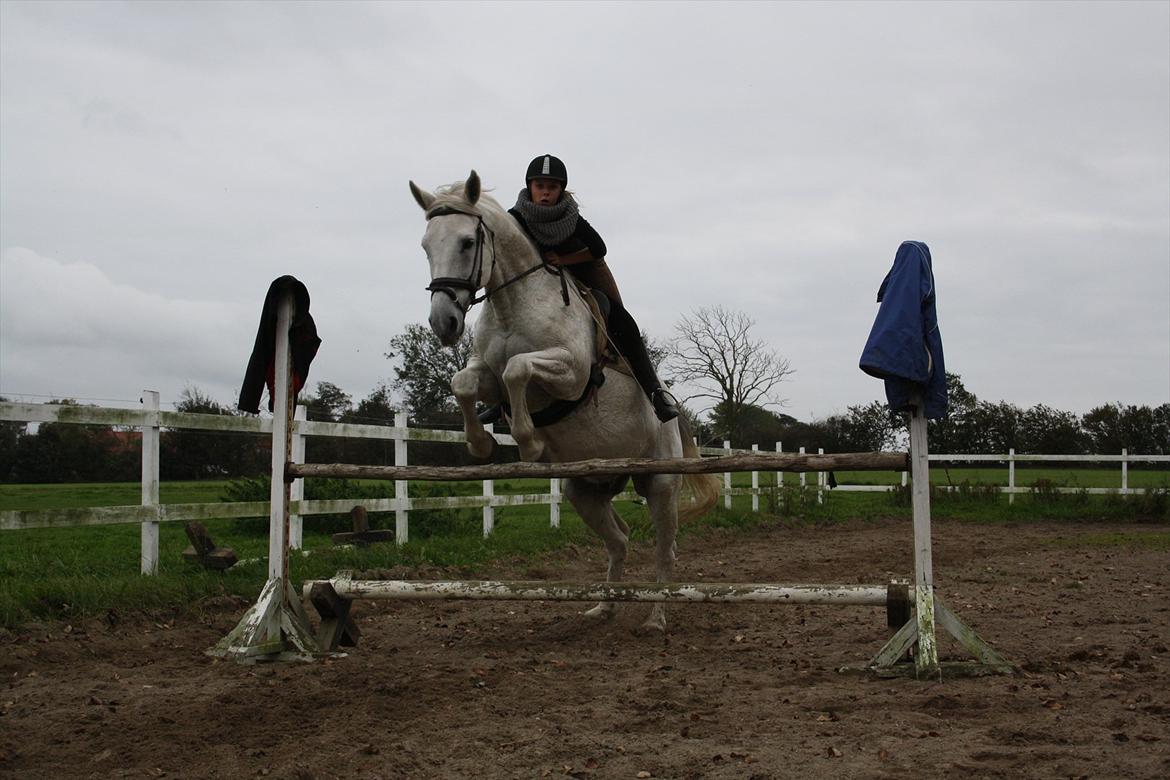 Trakehner Kaiser - YAY! du bare dygtig :) billede 12