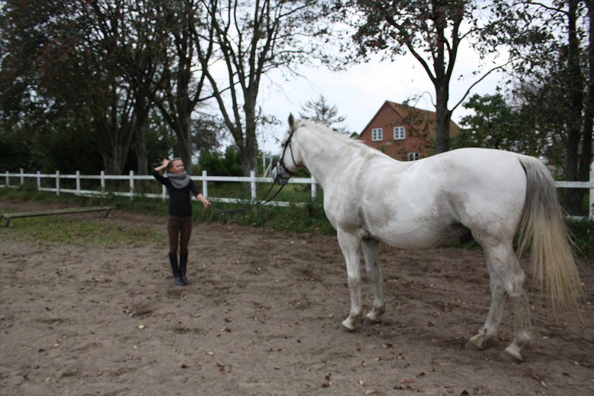 Trakehner Kaiser billede 13