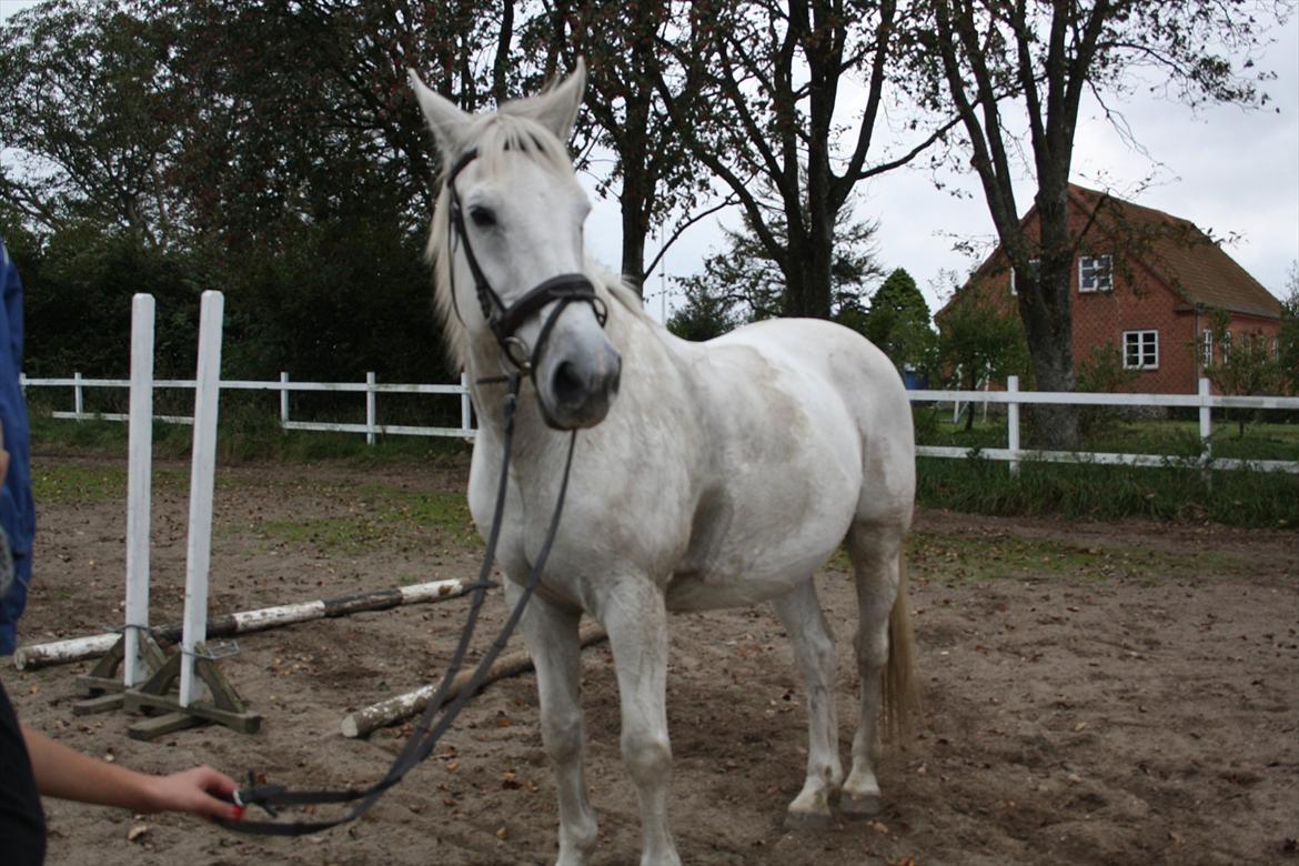 Trakehner Kaiser billede 15
