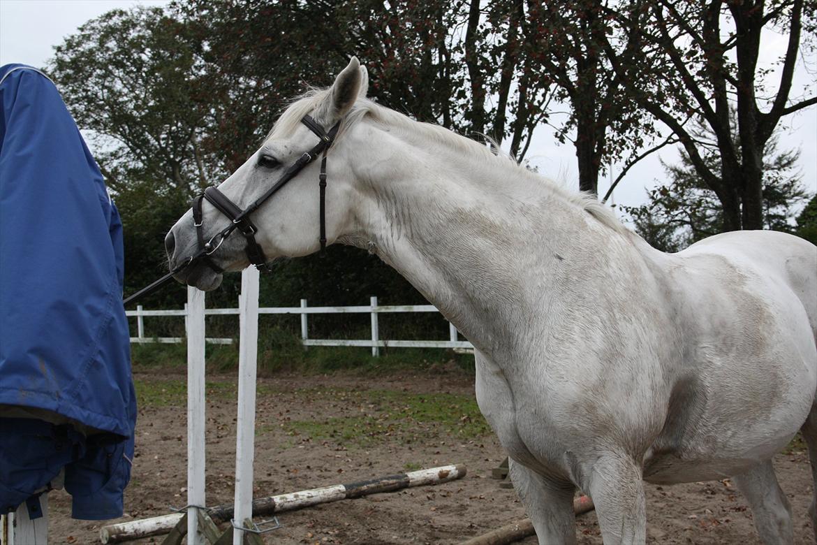 Trakehner Kaiser billede 16