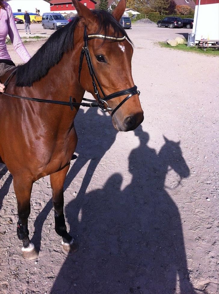 Tysk Oldenburger Total S  - Velkommen til Total's profil :D  Smukke smukke Total i sommer solen :D
Foto - Christina Nielsen<3 billede 1