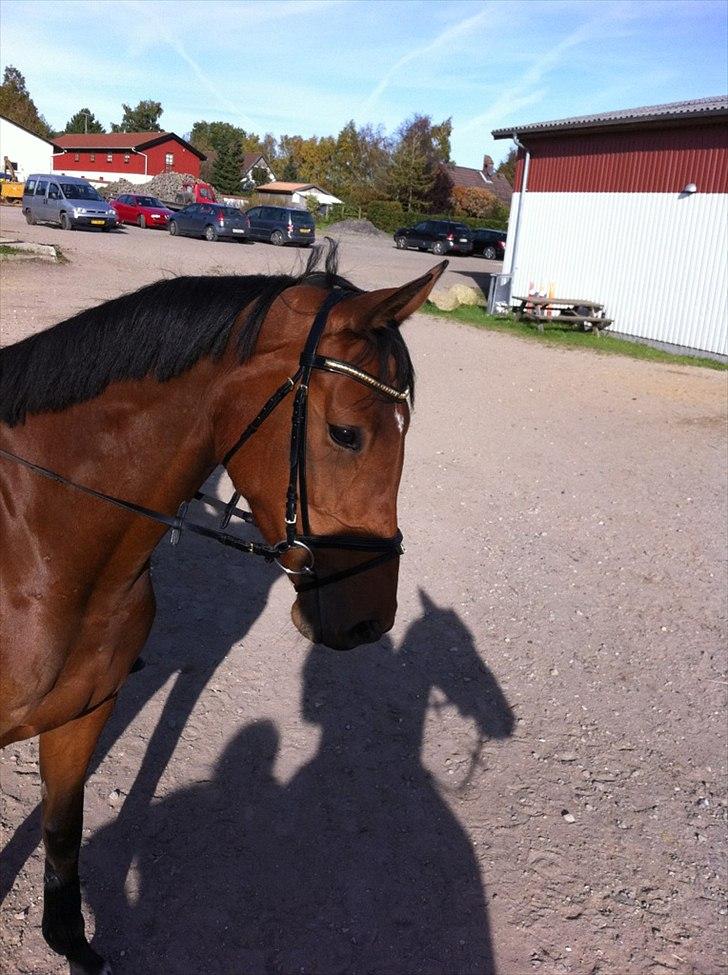 Tysk Oldenburger Total S  - Total i solen :D
Foto -Christina Nielsen<3 billede 11