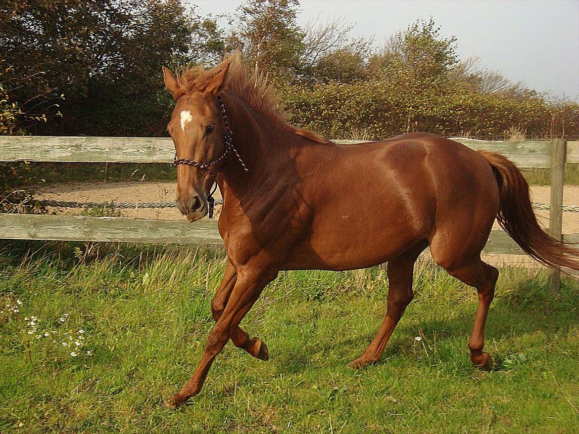 Fuldblod (XX) Tarika Pigen  ** SOLGT** - Min lille hesten, har nu haft den i et år i dag, 
Billedet taget den 3/10-11 (: <3  
 billede 17