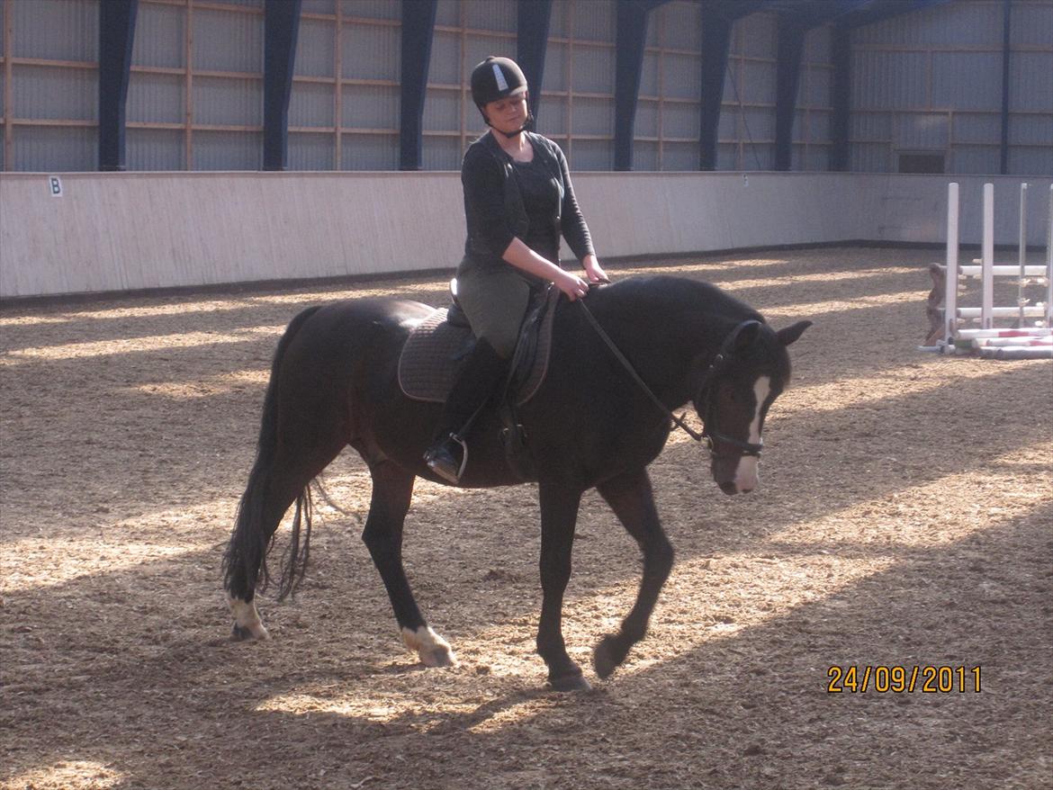 Anden særlig race Bruno (solgt) - vi lærer lige hinanden lidt at kende billede 3