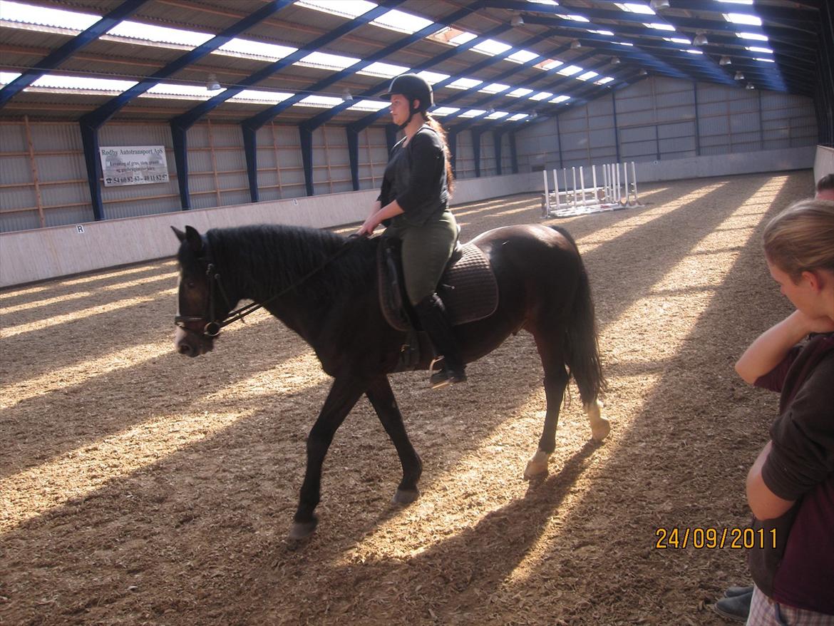 Anden særlig race Bruno (solgt) - Prøveridning billede 4