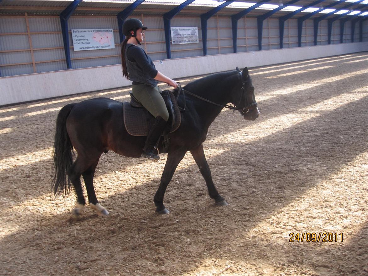 Anden særlig race Bruno (solgt) - Ridning i ridehus billede 5