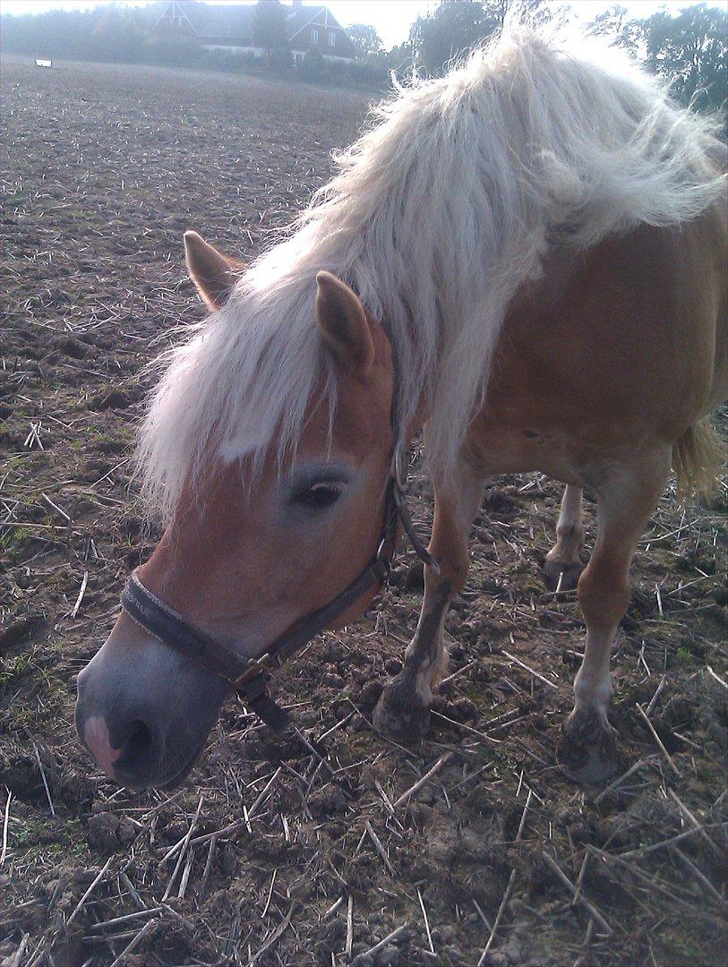 Haflinger Everlyn billede 1