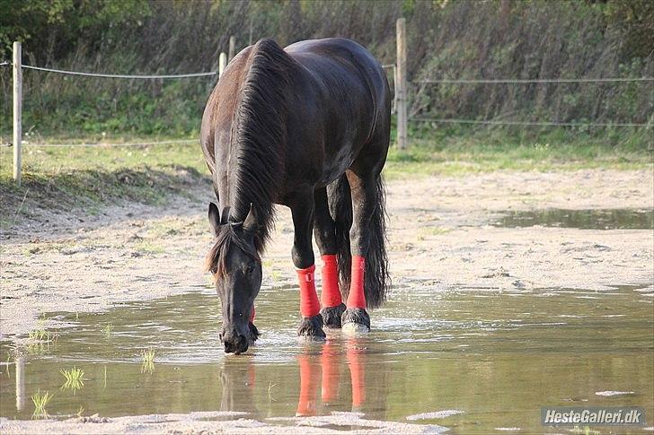 Frieser Linda A billede 2