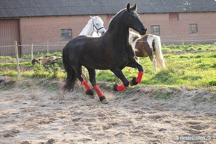 Frieser Linda A billede 19