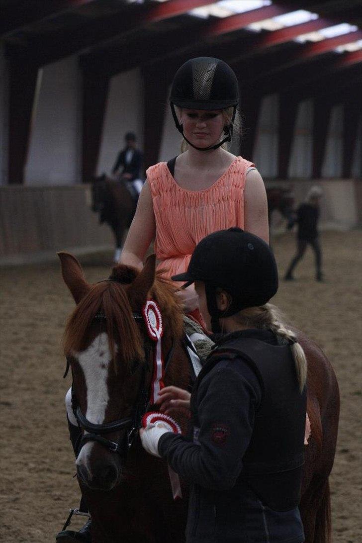 Anden særlig race Kasper (passer)  billede 15