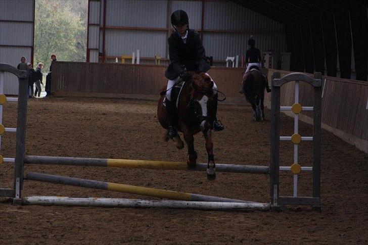 Anden særlig race Kasper (passer)  billede 16