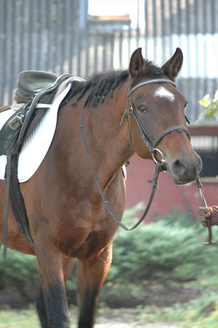 New Forest Moonlight    (rider) billede 20