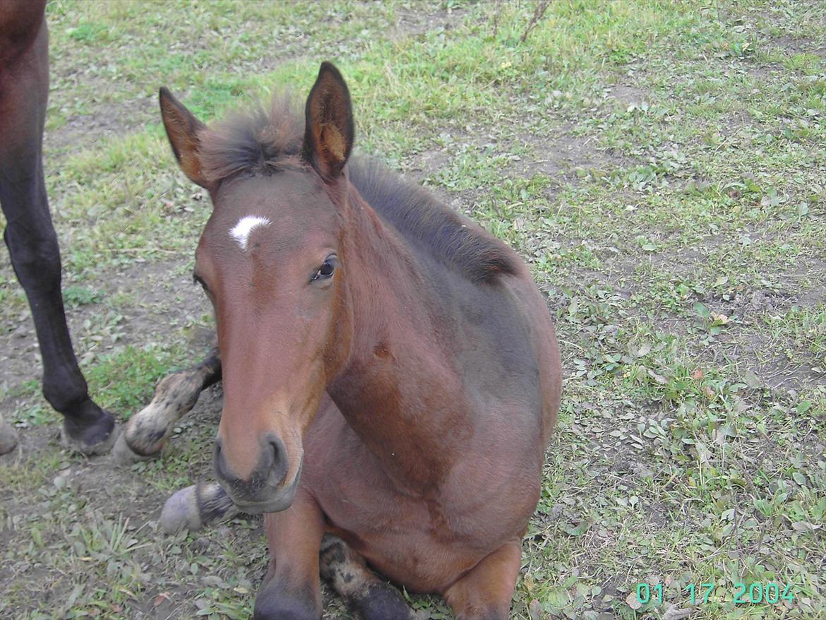 Dansk Varmblod luna (asferg's unik) solgt billede 11