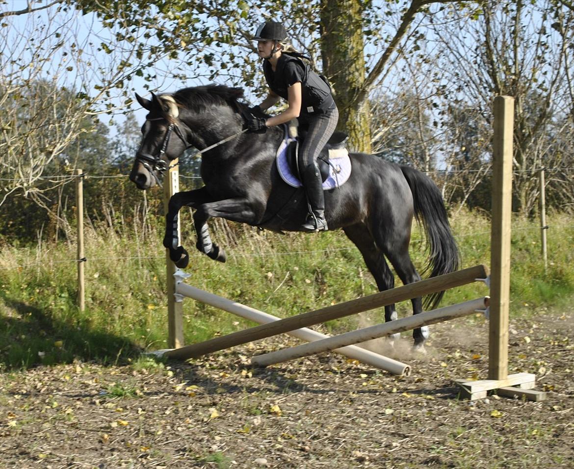 Oldenborg Rosenhavens Ann *YNDLINGS-HESTEN* - spring træning den 1. oktober :D foto: trine bratås :* tak <3 billede 8