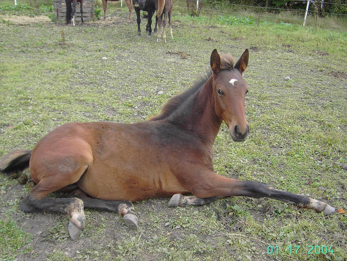 Dansk Varmblod luna (asferg's unik) solgt billede 12