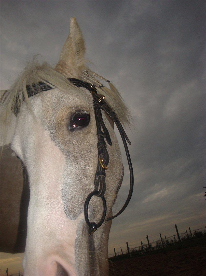 Anden særlig race Thorsvang´s Bella :-) - Velkommen til Bella´s profil

Foto: Mig billede 3