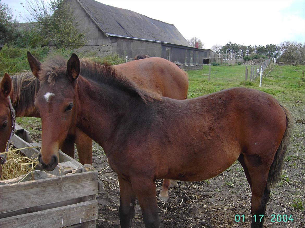 Dansk Varmblod luna (asferg's unik) solgt billede 13