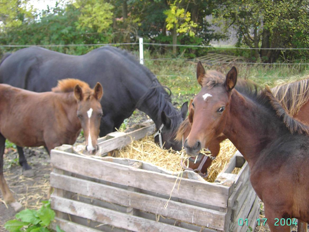 Dansk Varmblod luna (asferg's unik) solgt billede 14