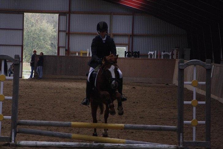 Anden særlig race Kasper (passer)  billede 17