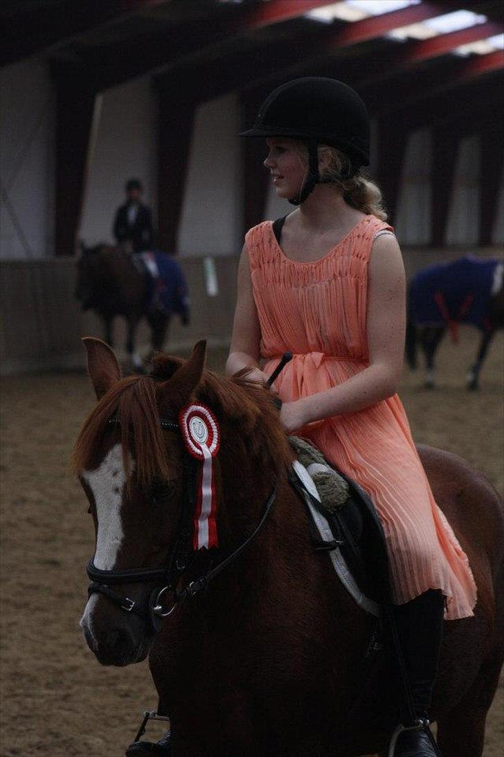 Anden særlig race Kasper (passer)  billede 1