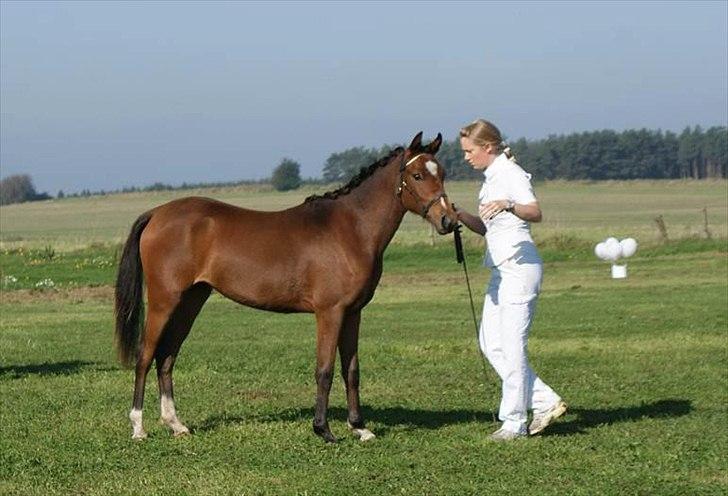 Welsh Partbred (Sec F) | Eowyns First Rose | billede 7