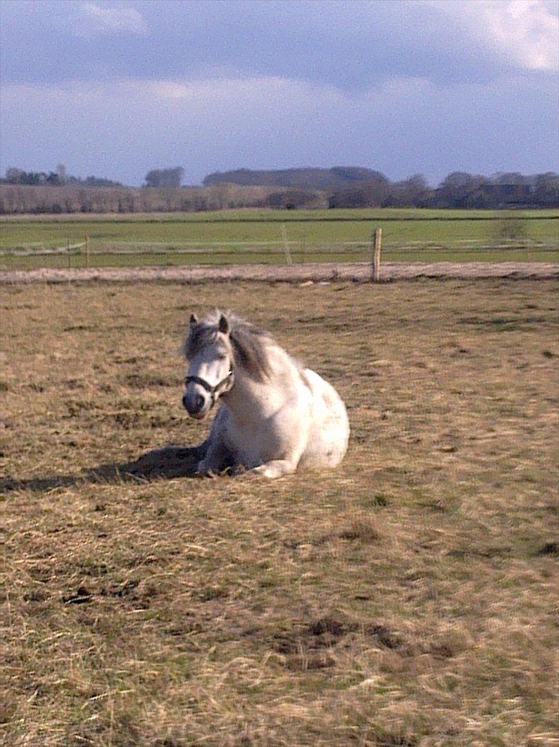 Anden særlig race Valentino ( Valle ) - Der er mange stjerner i universet, men du er stjernen jeg vil have. ♥
 billede 9