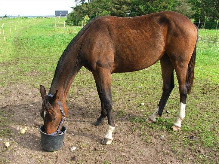 Anden særlig race Pachanga's Patience - September 2011: Skæv som bare faen:-) I voksestadiet og 5 cm højere bagtil hehe billede 25