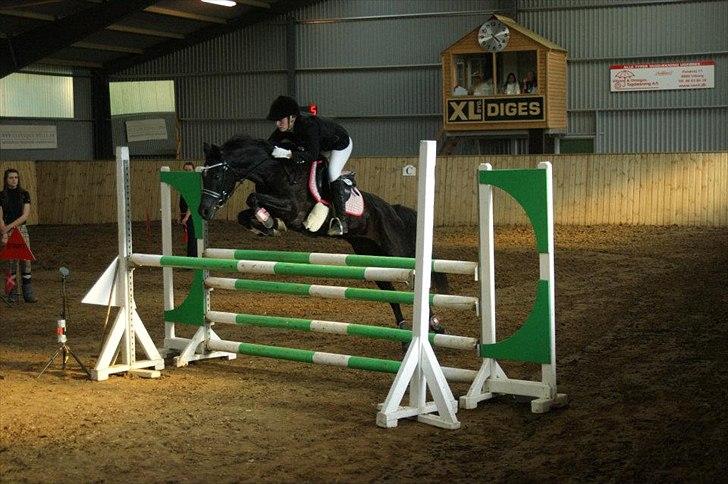 Welsh Partbred (Sec F) Wendy Van De Gezandebaan - MB** i BIR. 
Foto: Ditte Thomsen. billede 12