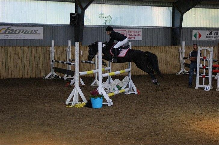 Welsh Partbred (Sec F) Wendy Van De Gezandebaan - MB** i BIR. 
Foto: Ditte Thomsen. billede 13