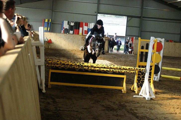 Welsh Partbred (Sec F) Wendy Van De Gezandebaan - MB* i BIR. 
Foto: Ditte Thomsen. billede 14