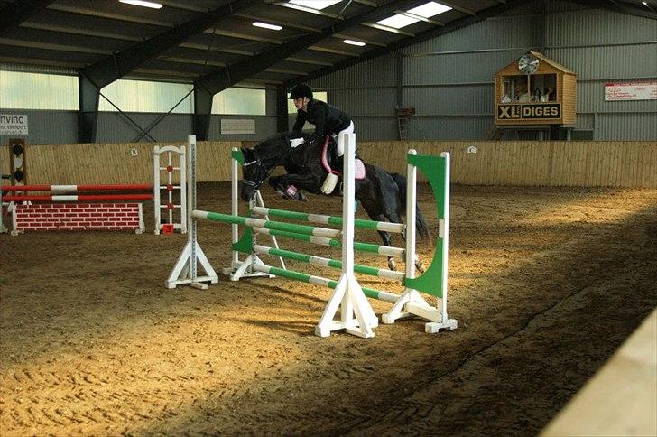 Welsh Partbred (Sec F) Wendy Van De Gezandebaan - MB* i BIR. 
Foto: Ditte Thomsen. billede 15