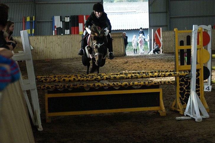 Welsh Partbred (Sec F) Wendy Van De Gezandebaan - MB** i BIR. 
Foto: Ditte Thomsen. billede 16