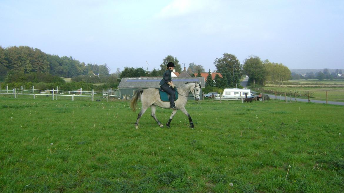 Arabisk fuldblod (OX) Gantrup fresiah ox billede 16