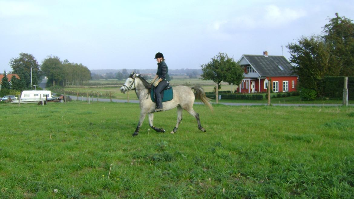 Arabisk fuldblod (OX) Gantrup fresiah ox billede 17