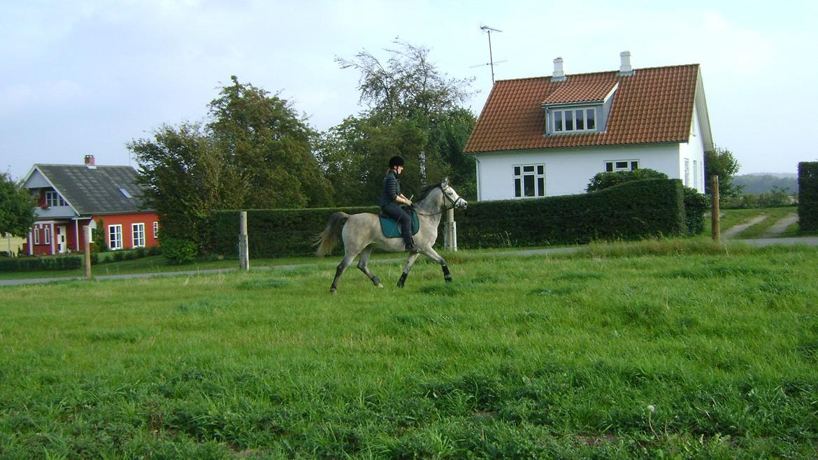 Arabisk fuldblod (OX) Gantrup fresiah ox billede 18