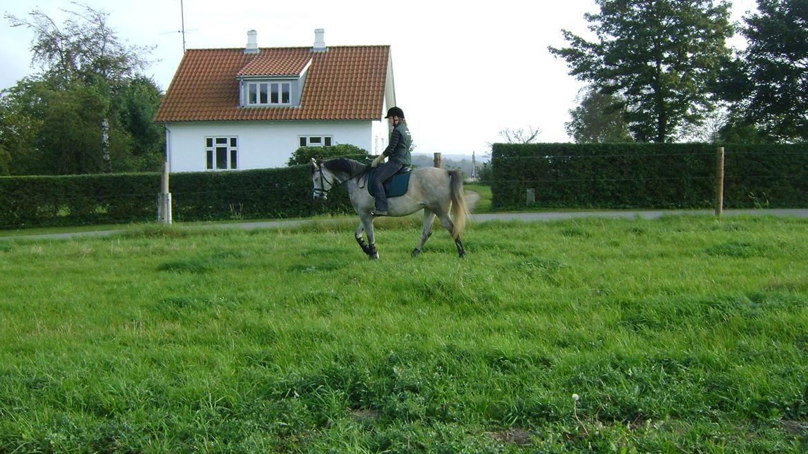 Arabisk fuldblod (OX) Gantrup fresiah ox billede 19