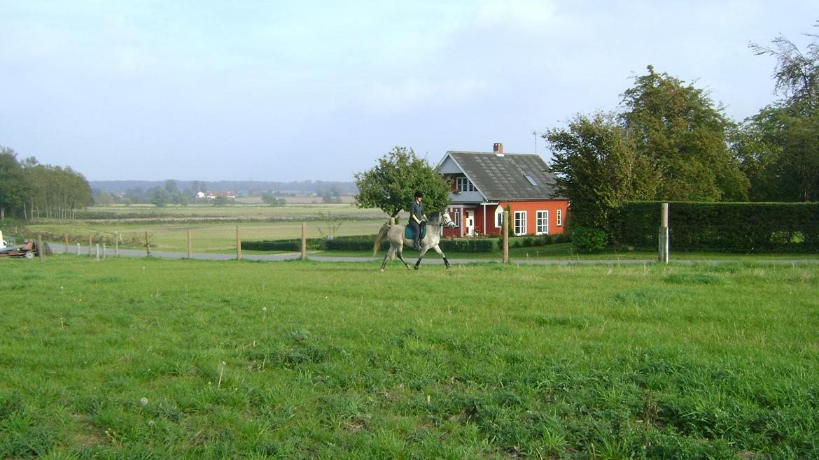 Arabisk fuldblod (OX) Gantrup fresiah ox billede 20