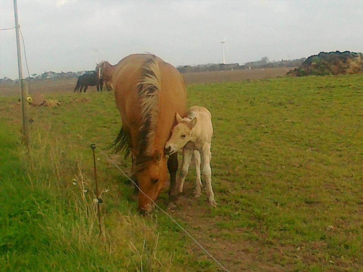 Anden særlig race dixie billede 9
