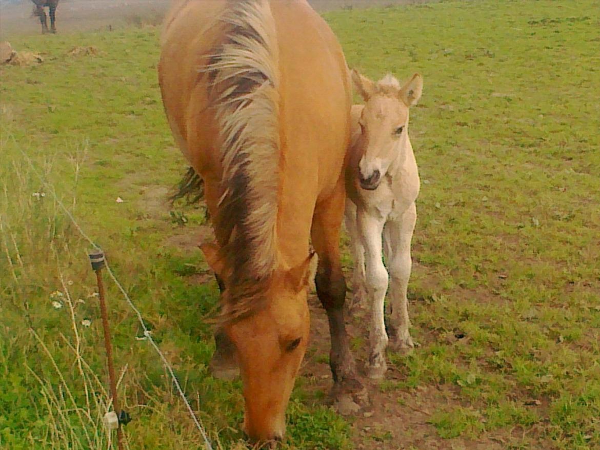 Anden særlig race dixie billede 10