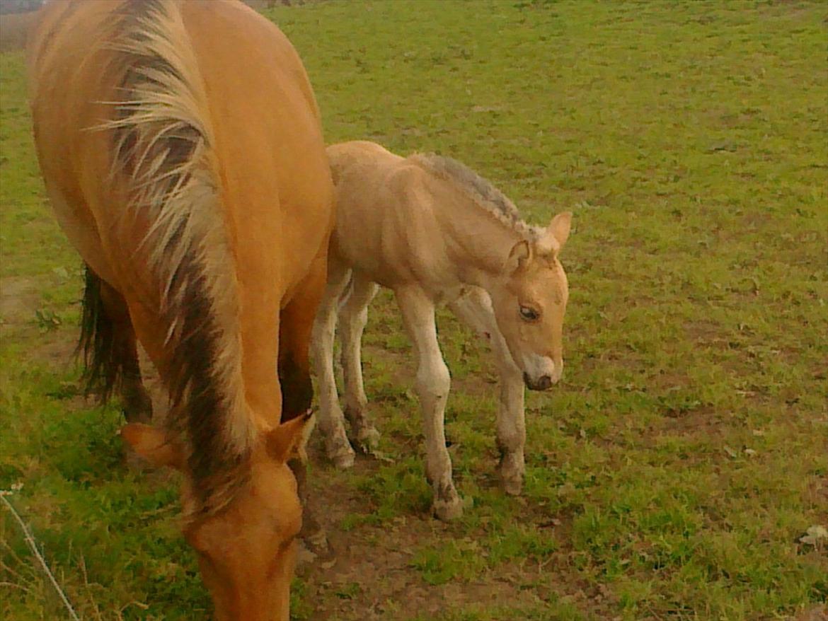 Anden særlig race dixie billede 11