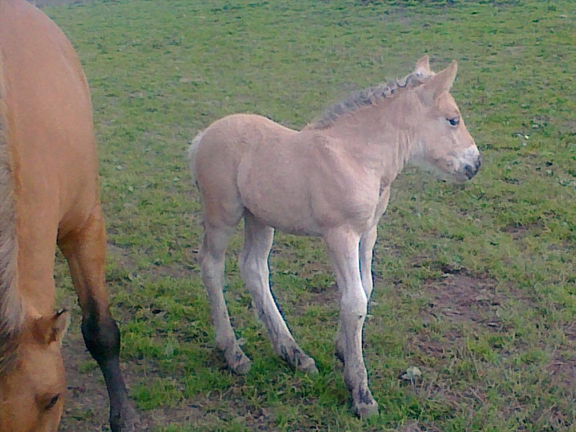Anden særlig race dixie billede 12