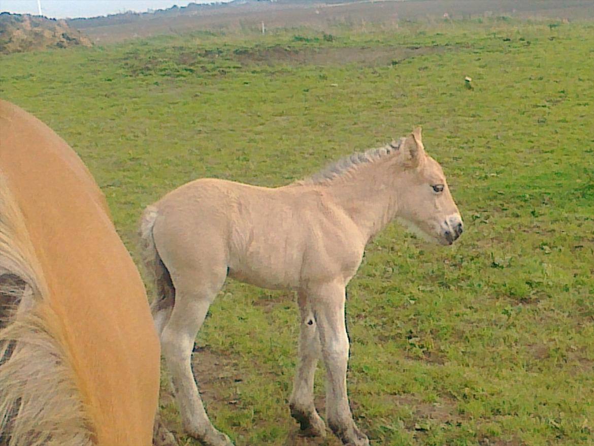 Anden særlig race dixie billede 13