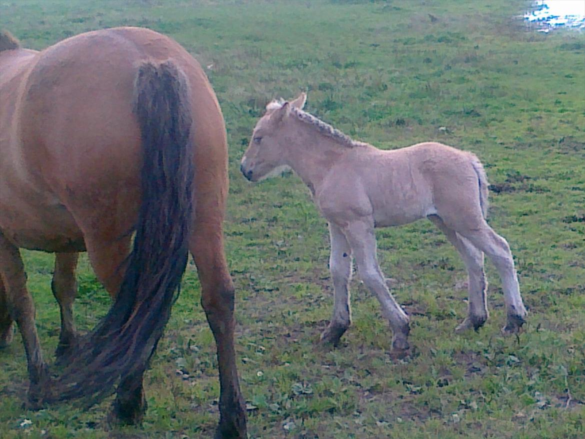 Anden særlig race dixie billede 14