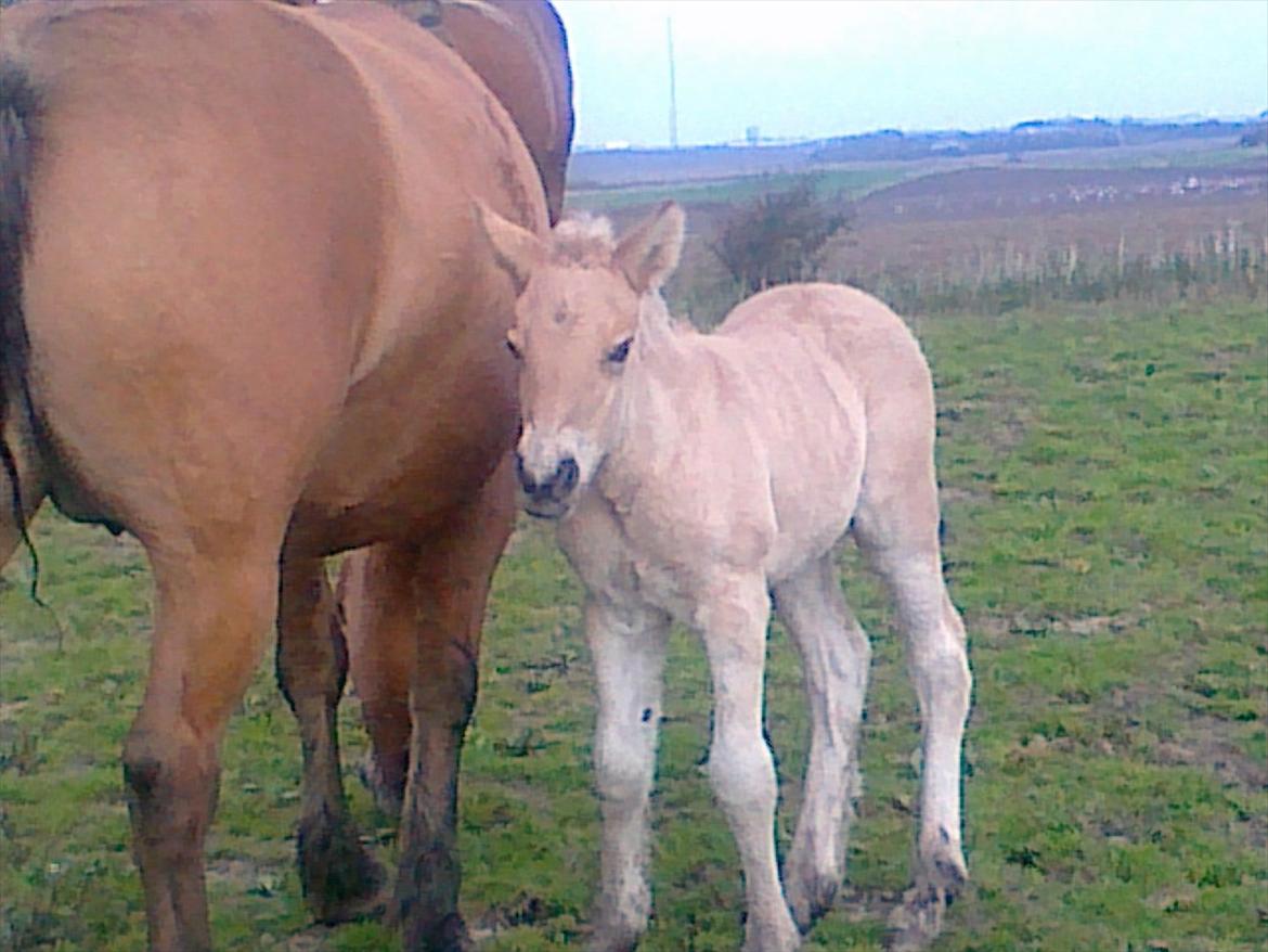 Anden særlig race dixie billede 15