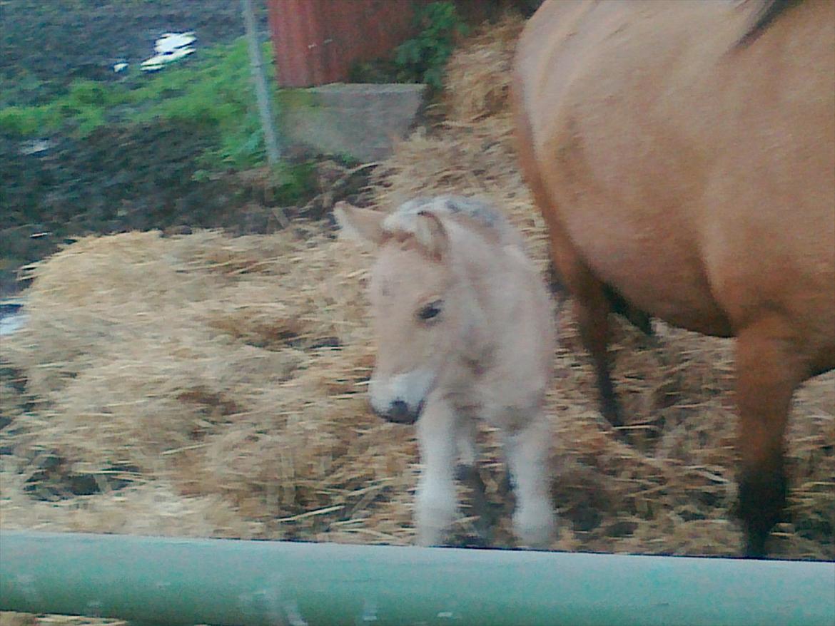 Anden særlig race dixie billede 16